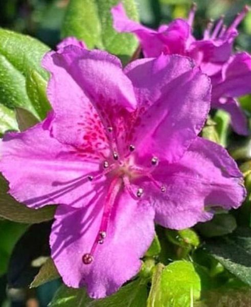 Азалия японская вечнозеленая "Кенігштейн" AZALEA JAPONICA 'KONIGSTEIN' кувшин 3 л Пурпурно-розовый 130 фото