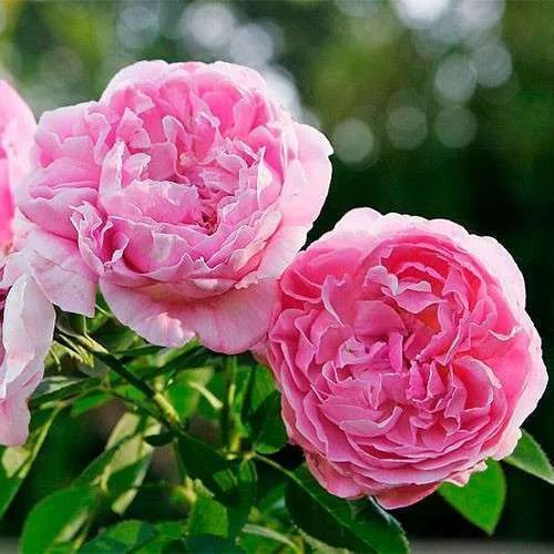 Махровая Английская плетистая роза ''Мерлин'' ROSE 'MERLIN' Розовый 506 фото