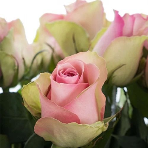 Троянда чайно-гібридна ''Бель роуз'' ROSE 'BELLE ROSE' висота 80-150 см Ніжно-рожевий 357 фото