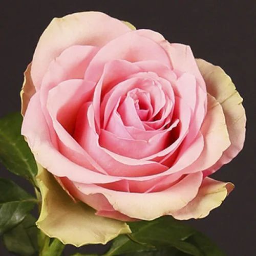 Троянда чайно-гібридна ''Бель роуз'' ROSE 'BELLE ROSE' висота 80-150 см Ніжно-рожевий 357 фото
