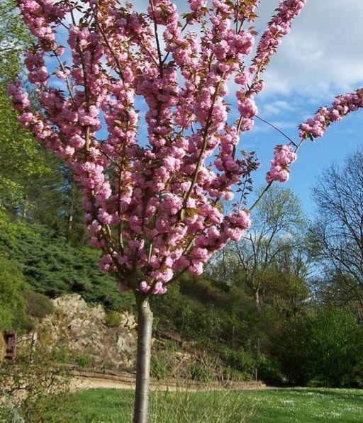 Сакура ''Канзан'' PRUNUS SERRULATA 'KANZAN' на штамбі висота 120-160 см глечик 5 л ЗКС Рожевий 215 фото