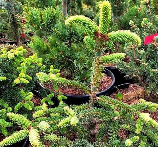 Пихта испанская ''Келлерис'' ABIES PINSAPO 'KELLERIIS' на штамбе (привитая) высота 20-100 см, Зеленый 256 фото