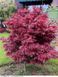 Клен Шайна (Acer palmatum &lsquo;Shaina&rsquo;), висота 100-120 см, Бордово-червоний 1126 фото 1
