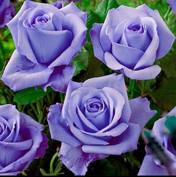 Троянда чайно-гібридна ''Голубий Ніл'' ROSE 'BLUE NILE' висота 30-40 см Бузковий 407 фото