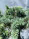 Ель белобокая PICEA PUNGENS 'BIALOBOK' на штамбе, высота 150 см, Зеленый 542 фото 4