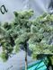 Ель белобокая PICEA PUNGENS 'BIALOBOK' на штамбе, высота 150 см, Зеленый 542 фото 1