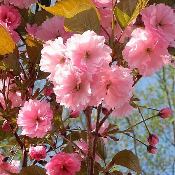 Сакура ''Канзан'' PRUNUS SERRULATA 'KANZAN' на штамбі висота 120-160 см глечик 5 л ЗКС Рожевий 215 фото