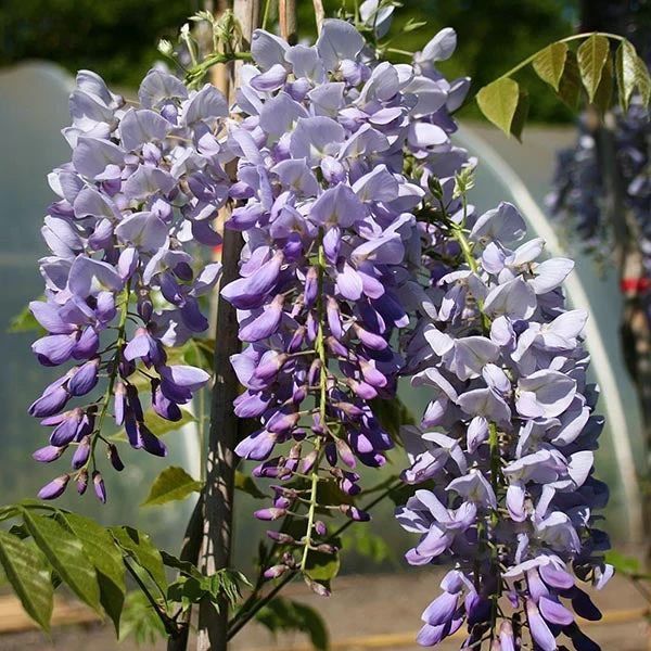 Глициния ''Пролифик'' WISTERIA SINENSIS 'PROLIFIC' высота 90 см Сиреневый 585 фото