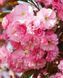Сакура ''Канзан'' PRUNUS SERRULATA 'KANZAN' на штамбі висота 120-160 см глечик 5 л ЗКС Рожевий 215 фото 4
