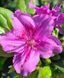 Азалия японская вечнозеленая "Кенігштейн" AZALEA JAPONICA 'KONIGSTEIN' кувшин 3 л Пурпурно-розовый 130 фото 3
