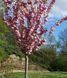 Сакура ''Канзан'' PRUNUS SERRULATA 'KANZAN' на штамбі висота 120-160 см глечик 5 л ЗКС Рожевий 215 фото 2