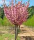 Сакура ''Канзан'' PRUNUS SERRULATA 'KANZAN' на штамбі висота 120-160 см глечик 5 л ЗКС Рожевий 215 фото 1