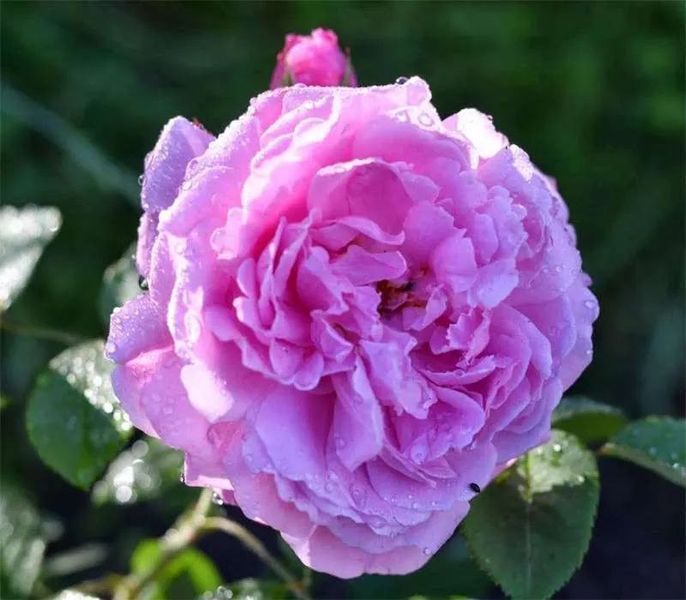 Махровая Английская плетистая роза ''Мерлин'' ROSE 'MERLIN' Розовый 506 фото