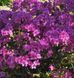 Азалия японская вечнозеленая "Кенігштейн" AZALEA JAPONICA 'KONIGSTEIN' кувшин 3 л Пурпурно-розовый 130 фото 2