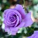 Троянда чайно-гібридна ''Голубий Ніл'' ROSE 'BLUE NILE' висота 30-40 см Бузковий 407 фото 2