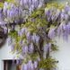 Глициния ''Пролифик'' WISTERIA SINENSIS 'PROLIFIC' высота 90 см Сиреневый 585 фото 5
