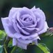 Троянда чайно-гібридна ''Голубий Ніл'' ROSE 'BLUE NILE' висота 30-40 см Бузковий 407 фото 1