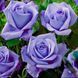 Троянда чайно-гібридна ''Голубий Ніл'' ROSE 'BLUE NILE' висота 30-40 см Бузковий 407 фото 3