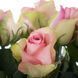 Троянда чайно-гібридна ''Бель роуз'' ROSE 'BELLE ROSE' висота 80-150 см Ніжно-рожевий 357 фото 3