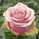 Троянда чайно-гібридна ''Бель роуз'' ROSE 'BELLE ROSE' висота 80-150 см Ніжно-рожевий 357 фото 1