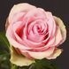 Троянда чайно-гібридна ''Бель роуз'' ROSE 'BELLE ROSE' висота 80-150 см Ніжно-рожевий 357 фото 2
