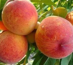 Персик 'Редхевен' PRUNUS PERSICA "REDHAVEN" высота 150-180 см Красный 257 фото