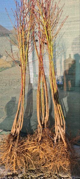 Персик 'Редхевен' PRUNUS PERSICA "REDHAVEN" высота 150-180 см Красный 257 фото