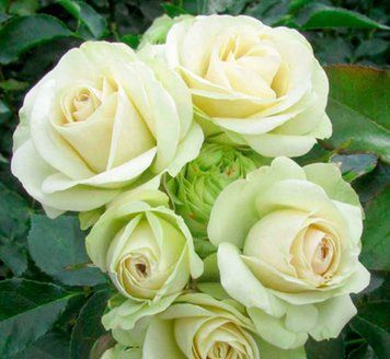 Мелкоцветковая, спрей роза ''Лавли Грин'' ROSE 'LOVELY GREEN' высота от 100 до 120 см Белый 458 фото