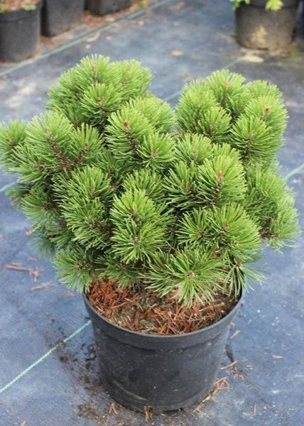 Саджанці Сосни гірської ''Марч'' PINUS MUGO 'MARCH' на штамбі висота 60 см, Темно-зелений 729 фото