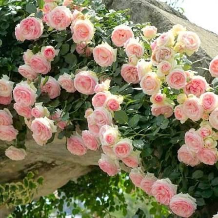 Махрова Англійська плетиста троянда ''Оленка'' ROSE 'OLENKA' Ніжно-рожевий 1027 фото