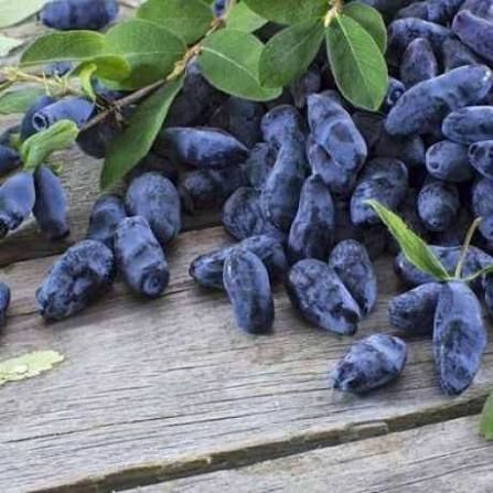Жимолость &laquo;Дочка Велетня&raquo; (LONICERA CAERULEA &lsquo;Doch Velikana&rsquo;) 30-50 см, ( вік 2 роки) з ягодами в перший рік Темно-синій 927 фото