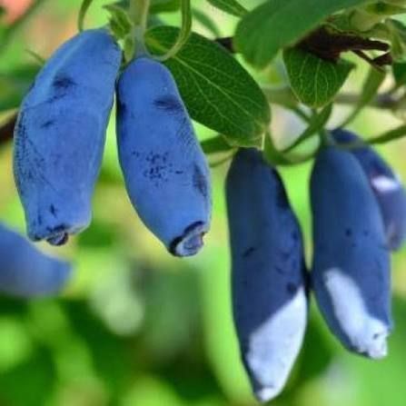 Жимолость &laquo;Дочка Велетня&raquo; (LONICERA CAERULEA &lsquo;Doch Velikana&rsquo;) 30-50 см, ( вік 2 роки) з ягодами в перший рік Темно-синій 927 фото