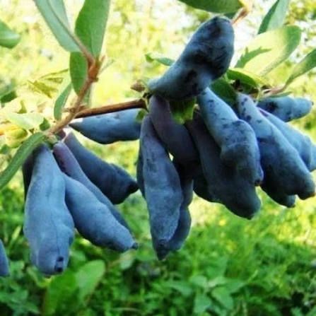 Жимолость &laquo;Дочка Велетня&raquo; (LONICERA CAERULEA &lsquo;Doch Velikana&rsquo;) 30-50 см, ( вік 2 роки) з ягодами в перший рік Темно-синій 927 фото