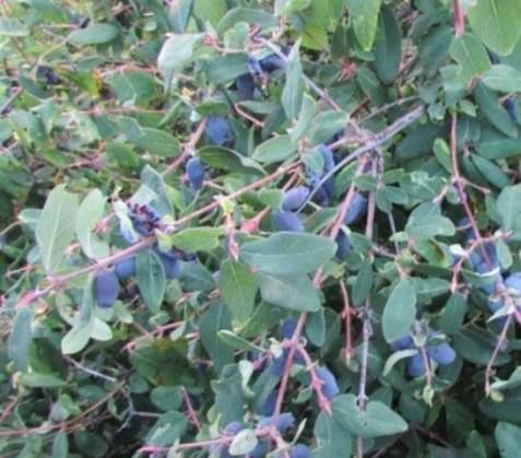 Жимолость &laquo;Дочка Велетня&raquo; (LONICERA CAERULEA &lsquo;Doch Velikana&rsquo;) 30-50 см, ( вік 2 роки) з ягодами в перший рік Темно-синій 927 фото