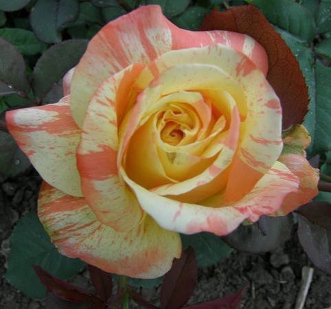 Роза чайно-гибридная ''Марвел'' ROSE 'MARVELLE' высота 80-150 см Желтый 408 фото