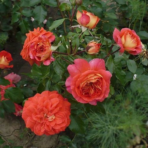 Махрова Англійська троянда ''Брати Грімм'' ROSE ' GEBRUDER GRIMM' Помаранчевий 507 фото