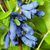 Жимолость &laquo;Дочка Велетня&raquo; (LONICERA CAERULEA &lsquo;Doch Velikana&rsquo;) 30-50 см, ( вік 2 роки) з ягодами в перший рік Темно-синій 927 фото