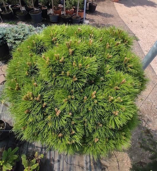 Саджанці Сосни гірської ''Марч'' PINUS MUGO 'MARCH' на штамбі висота 60 см, Темно-зелений 729 фото