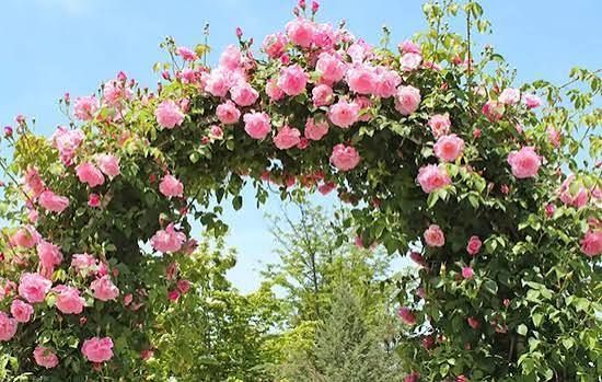 Махрова Англійська плетиста троянда ''Оленка'' ROSE 'OLENKA' Ніжно-рожевий 1027 фото