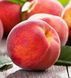 Персик 'Редхевен' PRUNUS PERSICA "REDHAVEN" высота 150-180 см Красный 257 фото 4