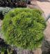 Саджанці Сосни гірської ''Марч'' PINUS MUGO 'MARCH' на штамбі висота 60 см, Темно-зелений 729 фото 3