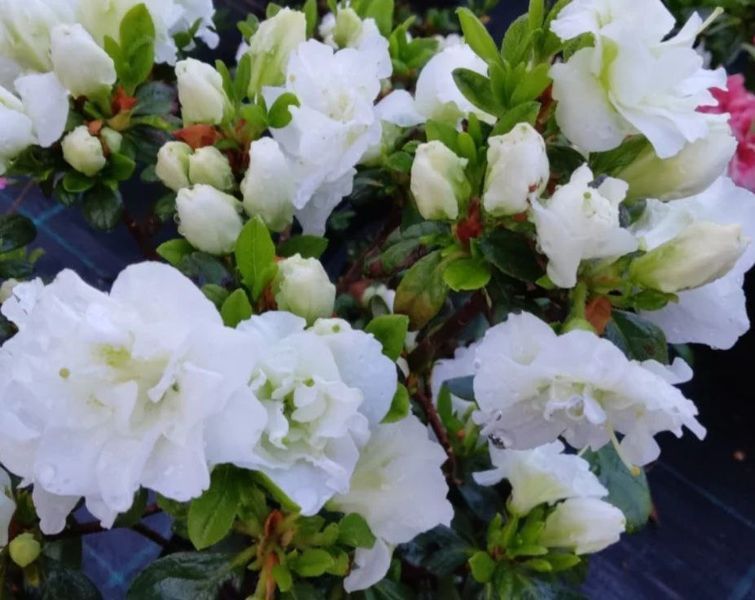 Азалія японська вічнозелена "Шніперле" AZALEA JAPONICA 'SCHNEEPERLE' глечик 1,5 л Білий 131 фото