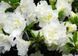 Азалія японська вічнозелена "Шніперле" AZALEA JAPONICA 'SCHNEEPERLE' глечик 1,5 л Білий 131 фото 4