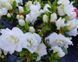Азалія японська вічнозелена "Шніперле" AZALEA JAPONICA 'SCHNEEPERLE' глечик 1,5 л Білий 131 фото 5