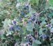 Жимолость &laquo;Дочка Велетня&raquo; (LONICERA CAERULEA &lsquo;Doch Velikana&rsquo;) 30-50 см, ( вік 2 роки) з ягодами в перший рік Темно-синій 927 фото 3