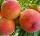 Персик 'Редхевен' PRUNUS PERSICA "REDHAVEN" высота 150-180 см Красный 257 фото 3