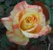 Роза чайно-гибридная ''Марвел'' ROSE 'MARVELLE' высота 80-150 см Желтый 408 фото 3