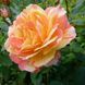 Роза чайно-гибридная ''Марвел'' ROSE 'MARVELLE' высота 80-150 см Желтый 408 фото 1