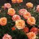 Роза чайно-гибридная ''Марвел'' ROSE 'MARVELLE' высота 80-150 см Желтый 408 фото 4