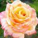 Роза чайно-гибридная ''Марвел'' ROSE 'MARVELLE' высота 80-150 см Желтый 408 фото 2